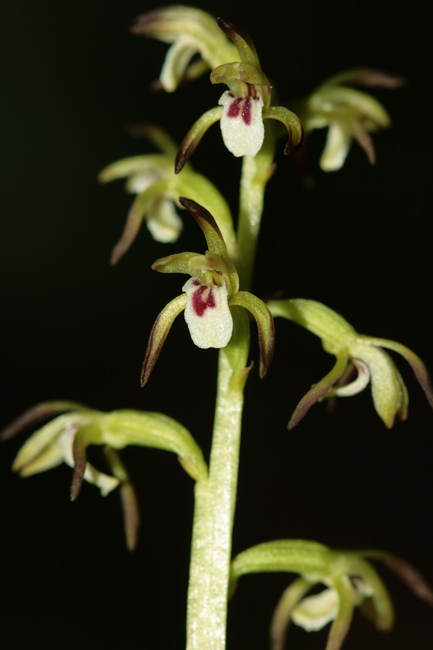 Corallorhiza trifida / Coralloriza